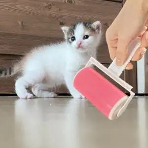 고양이털 먼지제거 씻어쓰는 돌돌이 롤클리너_23546617