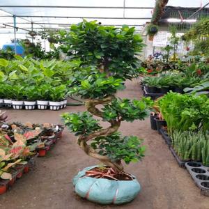 절제미학 대형 가지마루 펜다 벤자민  소나무길 1608