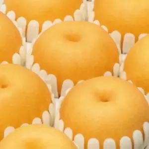 나주배 5kg 가정용 고당도 명품 햇배