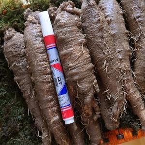 더덕구이 더덕효능 고씨네더덕 강원도더덕7호 도라지 야생더덕 생더덕 더덕