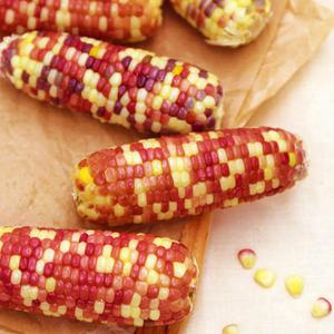 알록달록 홍찰 냉동 삶은 찰옥수수 20개