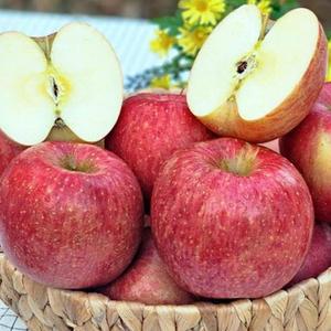 밀양 얼음골사과 5KG 정품 꼬마과 22~24과 사과 얼음골사과 밀양 정품 소과