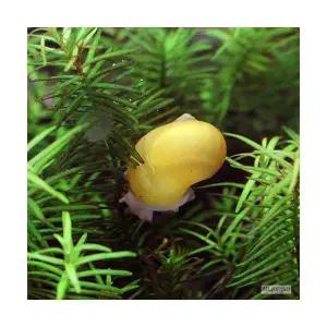 애플 스네일 (3마리)