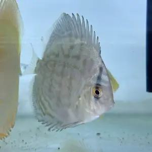 [주니멀열대어][디스커스키우기] 코발트 디스커스 [ 2.8인치 / 8cm 내외 ]관상어