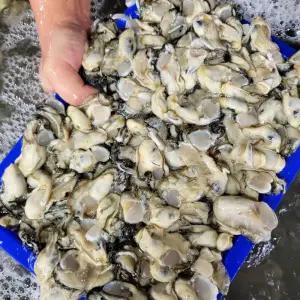 통영 생 굴 1kg 100미내외 소굴 통영굴 깐굴 햇굴 햇 생굴 회 김장굴 작은굴 김장용굴 김장생굴 횟감용굴