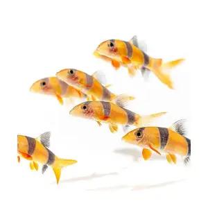 [주니멀열대어][로치] 크라운로치 5cm내외관상어