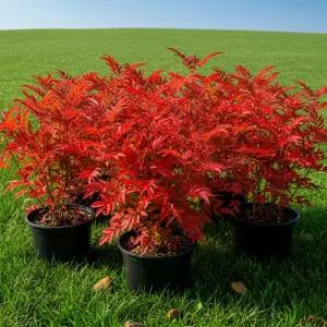 마가목나무 묘목 실생1년생 노지월동 관상열매 약용 특용수 정원 조경용 나무 (목하원예조경)