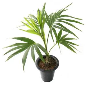 겐차야자 중품 개별배 송