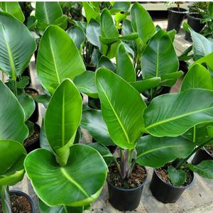 잎이 넓은 여인초(재입고)