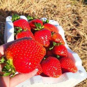 생딸기 노지 설향딸기 딸기 1KG