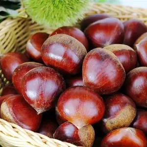 [푸드마인]25년 공주 정안밤 대품 2kg 농가직송