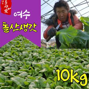 여수 돌산 생갓 돌산갓 10kg 여수갓 김장갓 청갓 갓장아찌 갓피클 김장용갓