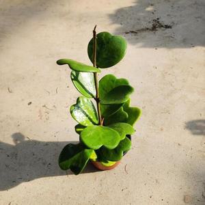 하트호야 하트선인장 덩굴성 상록 다년초 다육 초보식집사 소품 귀여움 키우기쉬움 공기정화