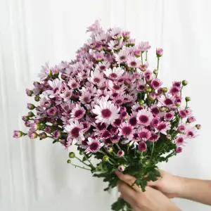 (플라워마켓) 아르거스 소국 한단 양재꽃시장 생화 배달 꽃 정기구독