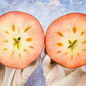 경북농장 프리미엄 신품종 엔부사과 5kg 피치애플 새콤달콤 애플피치 선물용 과일세트