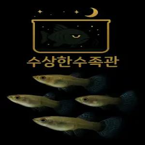[수상한수족관] [ 구피 ] 모자이크 빅이어구피 암컷10마리세트 / 10마리 / 랜덤발송