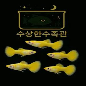 [수상한수족관] [ 구피 ] 옐로우 구피 수컷10마리세트 / 10마리 / 랜덤발송
