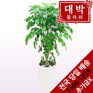 녹보수(대박나무) 개업화분 집들이선물 실내인테리어 관엽식물 축하선물 공기정화식물 전국꽃배달서비스