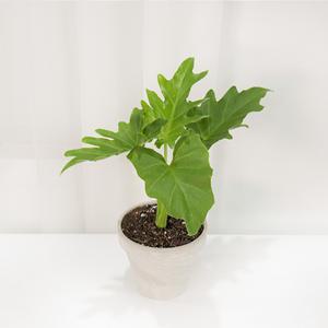 갑조네 호프셀렘 제나두 셀렘 필로덴드론