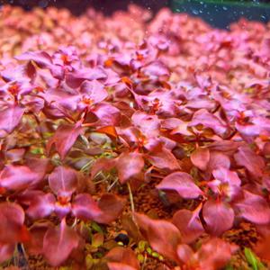 루드위지아 슈퍼레드 12줄기 붉은수초 어항수초 구피 물고기 베타 새우 키우기