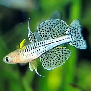 [춘자네수족관]열대어, 버터플라이 레인보우[10마리]