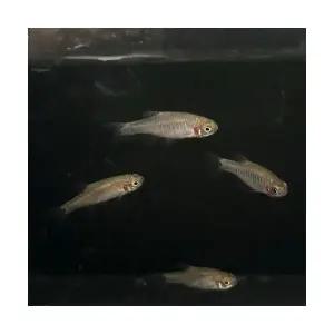 [주니멀열대어][라스보라] 라스보라 에메랄드 드워프 2cm 전후관상어