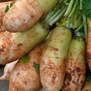 올바이 무우 국내산 흙무 10kg내외