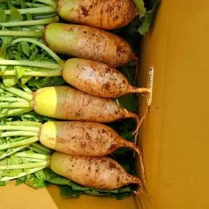 고창황토밭 김장용 못난이천수무 17kg 김장속무 석박지 깍두기 겨울 맛있는