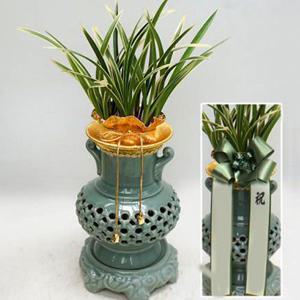 황룡금(고급동양난) 승진화분 추천