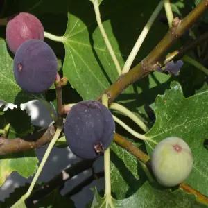 [나무의모든것]무화과나무묘목 바나넷 특묘판매/유실수.조경수.삽목1-2년