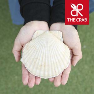 대왕 참가리비 1kg 제철 왕 큰 가리비 캠핑조개구이