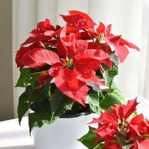 포인세티아 소/중 크리스마스꽃 겨울꽃 키우기