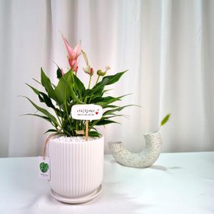 안스리움 안시리움 릴리 -  실내공기정화 가습식물 수경재배 / 생신선물 승진축하 집들이 개업화분