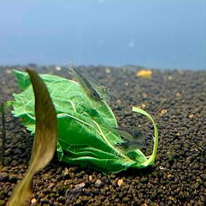 야마토새우 청소쉬림프 이끼제거 잔반처리