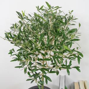 올리브나무 물푸레나무과 지중해 인테리어 중형 플랜테리어 대학교 결혼식장 공기정화식물 풍요