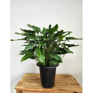 베하몰 실내 화초 제나두 셀렘 약60cm