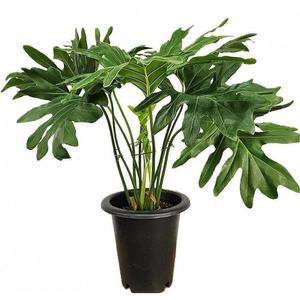 베하몰 실내 화초 호프셀렘 필로덴드론셀렘 약80cm