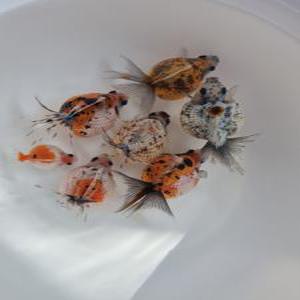 고급 금붕어 삼색 진주린 7-8cm내외