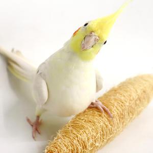 천연 루파스틱 수세미 앵무새 장난감 뜯기 입질 놀이 훈련 용품 천연재료 자연주의 DIY 재료 스트레스 해소 운동효과 01444