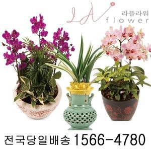 태안꽃배달 동양란 서양란 개업화분 동양난 서양난 화분보내기 전국꽃배달 라플라워