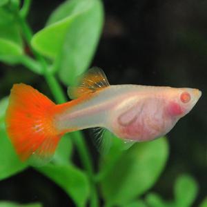 [춘자네수족관]고정구피, 알비노 풀레드 글라스밸리[한쌍] 구피