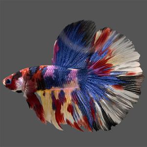 [춘자네수족관]열대어, 코이 하프문 베타 [수컷]