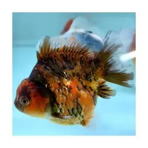 [주니멀열대어][금붕어] 캘리코 오란다 숏테일 8~10cm급 내외 [랜덤발송]관상어