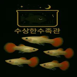 [수상한수족관] [ 구피 ] 하프블랙레드 구피 암컷10마리세트 / 10마리 / 랜덤발송