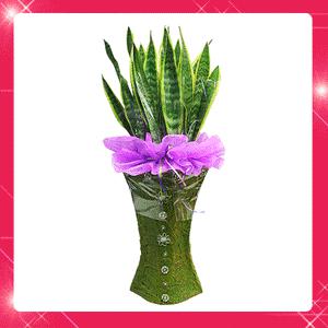 [도매가45,500원]싱싱한식물 풍성한자태 저렴한가격/승진/취임/인사이동/개업/최고의선물