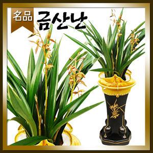 금산동양난[승진 취임 영전 개업 이전 전시회 전시회]전국당일 무료배송/名品동양란꽃배달