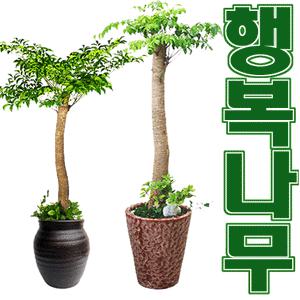 히트상품!! 행복을 부르는나무(해피트리) 선물1위/개업/이전/집들이/취임/승진/생일