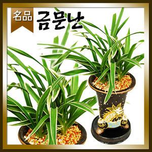 금문동양난[승진 취임 영전 개업 이전 전시회 전시회]전국당일 무료배송/名品동양란꽃배달