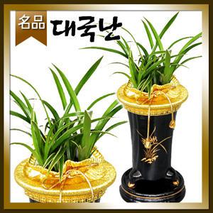 대국동양란[승진 취임 영전 개업 이전 전시회 전시회]전국당일 무료배송/名品동양난꽃배달