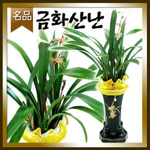 금화산동양난[승진 취임 영전 개업 이전 전시회 전시회]전국당일 무료배송/名品동양란꽃배달